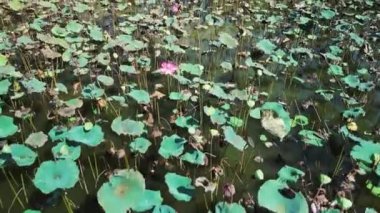 Vietnam 'da kırmızı nilüferli göl, lotus mevsiminin sonu. Nilüfer çiçeği, göl, doğa kavramı. 4K.