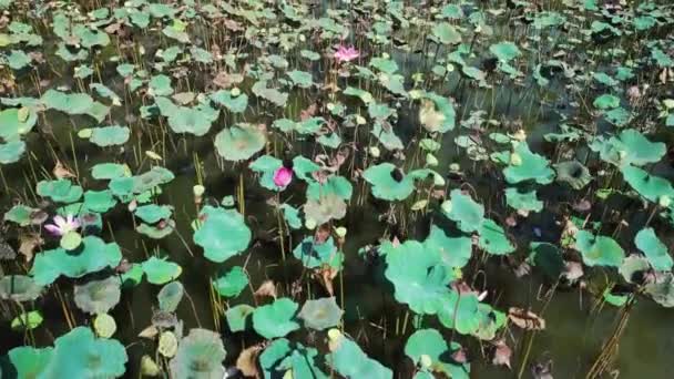 Lac Vietnam Avec Des Lotus Rouges Fin Saison Des Lotus — Video