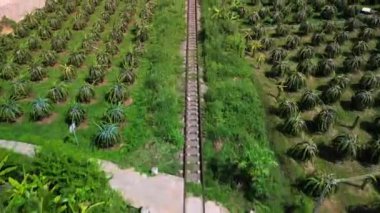 Ejderha meyvesi, sıcakta yetişir. Vietnam 'da pitaya çiftliğinde üst düzey ejderha meyve ağaçları yetişiyor. Organik bir çiftlikteki bir ejderha bahçesinin havadan görünüşü. 4K.