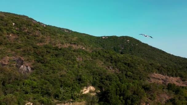 Una Cigüeña Salvaje Eleva Aire Sobre Bosque Contra Cielo Azul — Vídeos de Stock