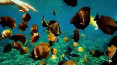 Mercan cerrahını suyun altında balıkla besleyin. Beyaz insan, deniz altındaki mercan resiflerinin üzerindeki okyanus balıklarına ekmek veriyor. Film tanecikleri piksel dokusu. Yumuşak odaklanma. Canlı kamera. Şnorkel macerası.