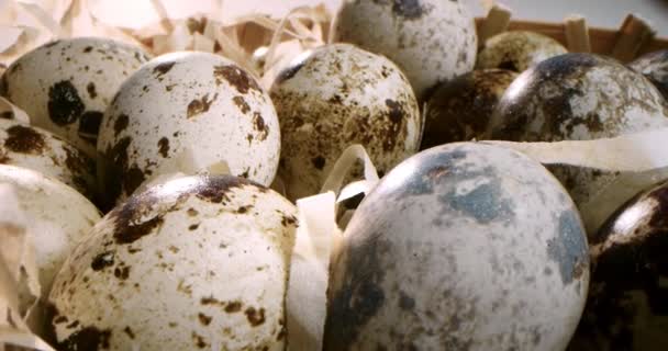 回転するウズラの卵のクローズアップ 鮮やかなカラフルなウズラの卵 マクロだ 選択的焦点 — ストック動画