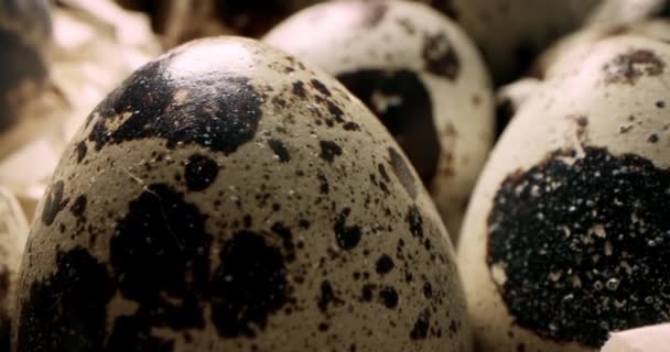 在稻草窝中封闭鹌鹑蛋 有机耕作 自然静止的生活 复活节 鹌鹑蛋的特写是旋转的 色彩艳丽的鹌鹑蛋宏观 有选择的重点 — 图库视频影像
