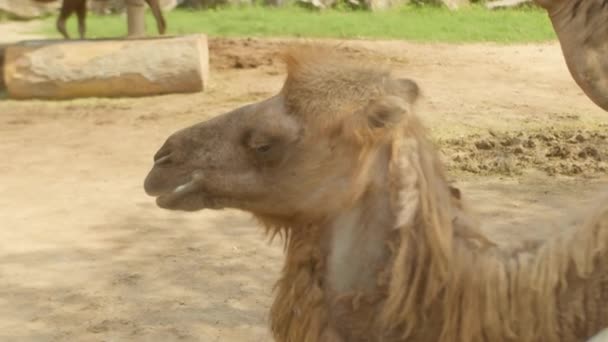 Close Van Kamelen Gezicht Arabische Kameel Het Onbetwiste Favoriete Dier — Stockvideo