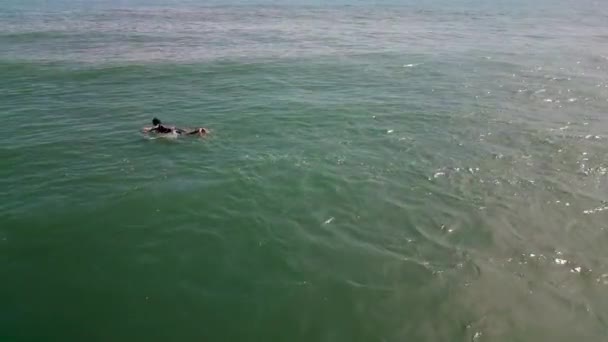 Surfeur Monte Grande Vague Vietnam Pendant Coucher Soleil Beau Sportif — Video