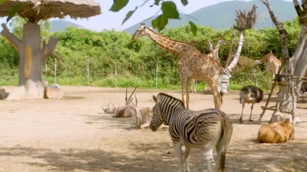 Зебры Жирафы Косули Страусы Гуляют Природе Зоопарке Вьетнаме — стоковое видео