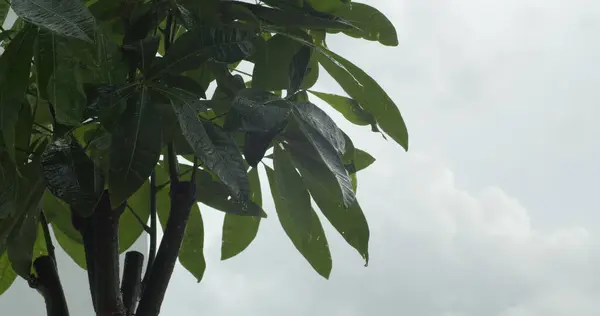 Regendusche Nahaufnahme Von Niederschlägen Wassertropfen Die Auf Grünen Blättern Fixiert Stockbild