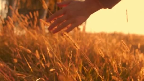 人类女人的手在黄色的草地上移动 雌手在麦田里摸着小麦粒 夕阳西下 女孩们在日落时用手触摸小麦 慢动作乡村概念 — 图库视频影像