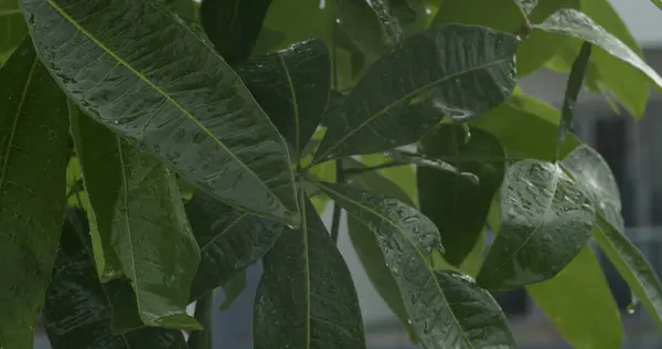 raining shower, close-up of rainfall, water droplets fixed on green leaves, Raining day in tropical forest. rain drop on leaf tree. Heavy Rain Falling On Tree Leaves.