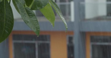 Sağanak yağmur, yakın yağmur, yeşil yapraklara sabitlenmiş su damlaları, tropikal ormanda yağmur günü. Yaprak ağacına yağmur damlası. Ağaca Sağanak Yağan Yağmur Yaprakları.