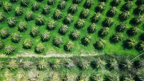 Top View Δράκο Οπωροφόρα Δέντρα Αυξάνεται Σειρές Pitaya Αγρόκτημα Στο — Αρχείο Βίντεο
