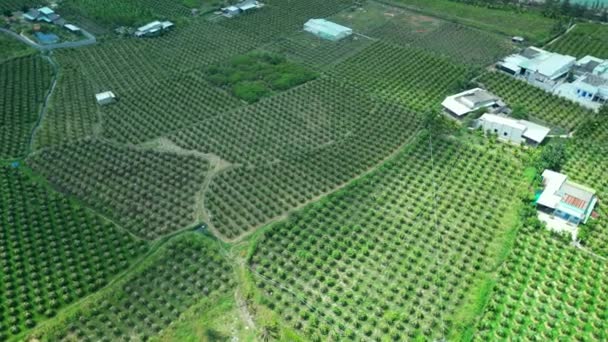 Letecký Pohled Dračí Sad Ekologické Farmě Dračí Ovoce Pěstované Horku — Stock video