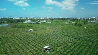 Vietnam 'da pitaya çiftliğinde üst düzey ejderha meyve ağaçları yetişiyor. Organik bir çiftlikteki bir ejderha bahçesinin havadan görünüşü. Ejderha meyvesi, sıcakta yetişir. 4K.
