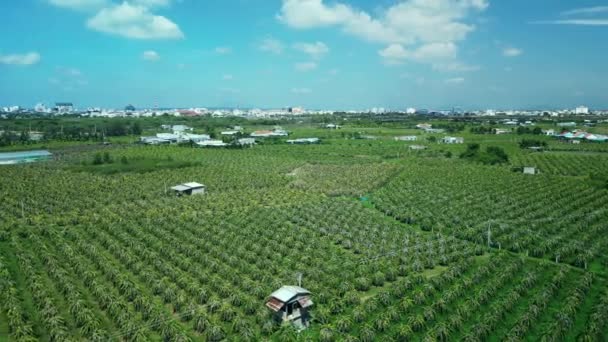 Top View Dragen Frugttræer Vokser Rækker Pitaya Gård Vietnam Luftfoto – Stock-video