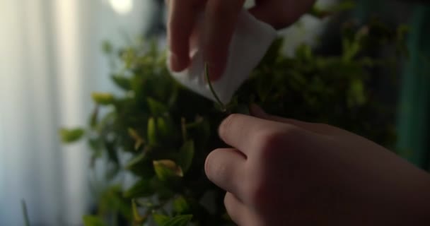 Μαθήτρια Σκουπίζει Φύλλα Των Φυτών Εσωτερικού Χώρου Ένα Υγρό Πανί — Αρχείο Βίντεο