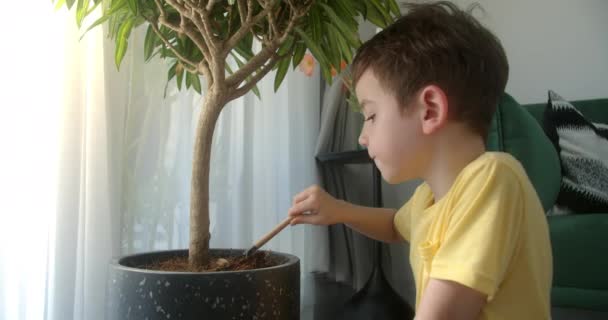 Zbliżenie Dzieci Ręce Poluzowanie Gleby Doniczkach Wewnętrznych Roślin Domowych Ludzka — Wideo stockowe