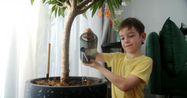 Back View Handsome Child Watering Potted Indoor Plant Taking Care — Stock Video