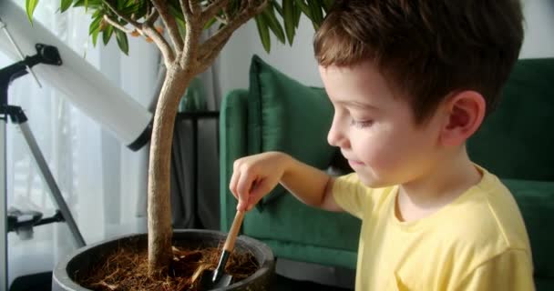 Widok Tyłu Przystojny Dzieciak Podlewa Doniczkową Roślinę Wewnątrz Dbając Ogród — Wideo stockowe