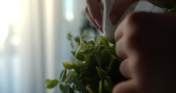 Kinderen Vegen Bladeren Van Binnenplanten Met Een Vochtige Doek Thuis — Stockvideo