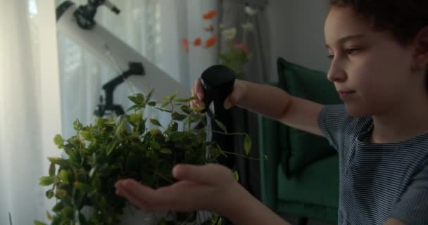 Junge Frau Besprüht Blätter Der Zimmerpflanze Hängetopf Während Sie Sich — Stockvideo