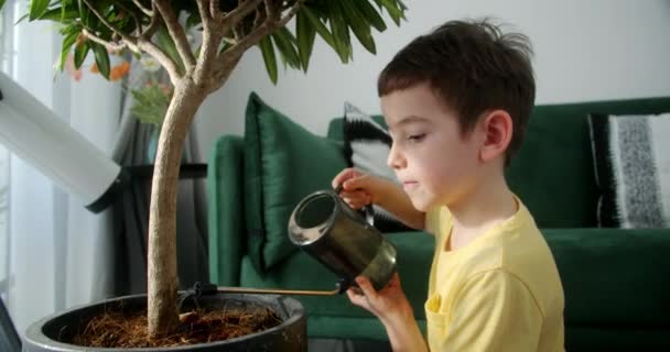 Takaisin Näkymä Komea Lapsi Kastelee Ruukkukasvi Sisätiloissa Huolehtiminen Kotipuutarhassa Maatalous — kuvapankkivideo