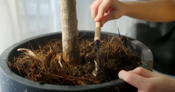 Kapalı Bitkilerinin Saksılarındaki Toprağı Gevşeten Çocukların Ellerini Kapatın Bir Bahçesi — Stok video