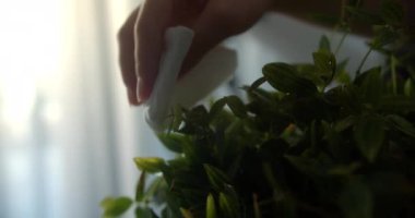 Çocuk ellerinin kapanışı evdeki ıslak bezle kapalı alandaki bitkilerin yapraklarını siler. Genç okul çocuğu evindeki çiçeklerin yapraklarını temizlemek için ıslak bez kullanıyor..