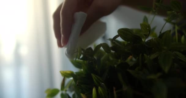 Kind Close Van Kinderen Handen Veegt Bladeren Van Binnenplanten Met — Stockvideo
