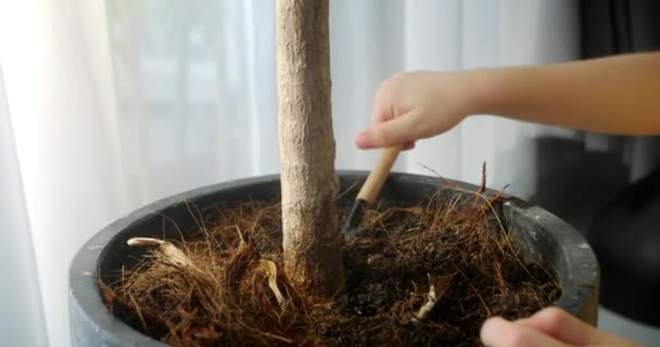 Zbliżenie Dzieci Ręce Poluzowanie Gleby Doniczkach Wewnętrznych Roślin Domowych Ludzka — Wideo stockowe