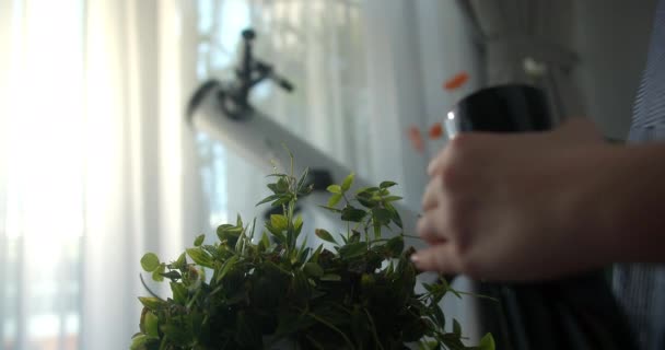 Νεαρή Γυναίκα Ψεκάζει Φύλλα Φυτού Κρεμάστρα Ενώ Φροντίζει Τον Εσωτερικό — Αρχείο Βίντεο