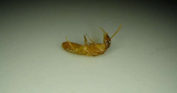 在宏观摄影下的白蚁科 也被称为白蚁 以腐烂的森林为食 有翅膀的白蚁 即隐翅虫 一种仰卧在瓷砖地板上的倒置昆虫 — 图库视频影像