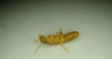 Makro fotoğrafçılık altındaki termit, Rhinotermitidae familyası, ayrıca termit olarak da bilinir, çürük odunlarla beslenir. Kanatlı termit, Cryptotherm, döşeme döşemesinde sırtüstü uzanmış ters dönmüş bir böcek..