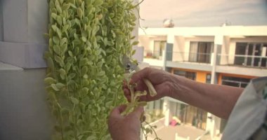 Yeşil bahçedeki yaşlı bir kadının portresi. Emekliliğinde hasır şapkalı. Mutlu, sakin ve kıdemli bayan güneş şapkalı açık havada sürdürülebilir..