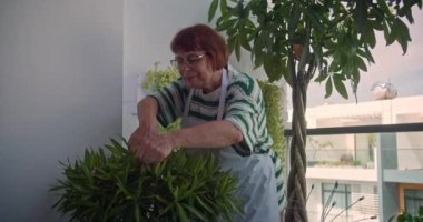 Mutlu kıdemli kadın bahçıvan seranın yanında oturur ve çiçek tarlaları bahçede dinlenir. Bahar doğada, bahçıvanlıkta, ekimde, bitki yetiştirmede işe yarar. Güneş şapkalı, koruyucu eldivenli ve önlüklü bir kadın..