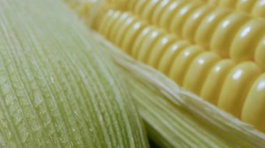 Sarı ve yeşil renkli mısır koçanı. Taze taze taze Sweetcorn yakın çekim, rotasyon. Koçanda mısır. Sağlıklı organik vejetaryen yemekleri, yakın çekim. 4K