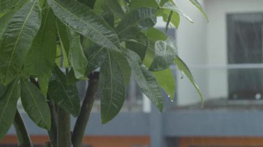 Çevrede yemyeşil yapraklar üzerinde sağanak yağmur. Su damlacıkları oluşup bitki yüzeyinden aşağı kayıyor. Sakin ve ferahlatıcı doğal bir arka plan. Rahatlamak için mükemmel.