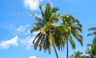 Grove of palm trees, coconut palms and blue sky during warm sunny day