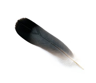 Whole black feather of pigeon or dove isolated on white