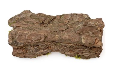 Dry pine bark isolated on white. Wooden bark with moss, top view