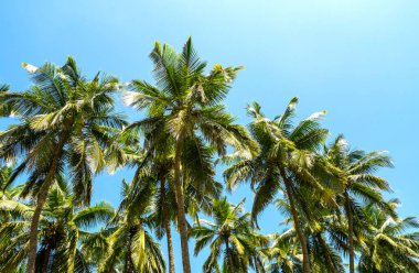 Grove  of  palm trees, coconut palms and blue sky during warm sunny day