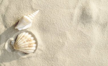 Tropical summer background with white clean sand, shells at the beach during sunny sunset, top vie