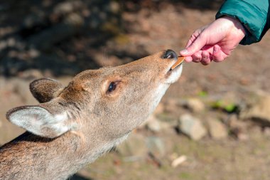 Japonya 'daki Nara Parkı' nda bisküviyle beslenen genç bir geyik.