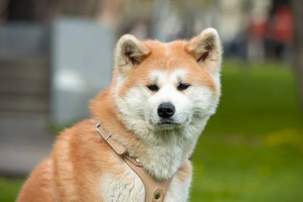 日本城市公园里的一只成年Akita Inu犬 — 图库照片