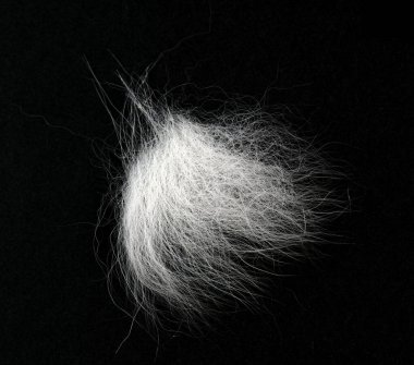 Beyaz tüy yumağı, siyah renkte izole edilmiş gri saçlı hayvan tüyü.