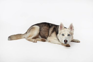 Beyaz arka planda yatan gri Sibiryalı kız portresi