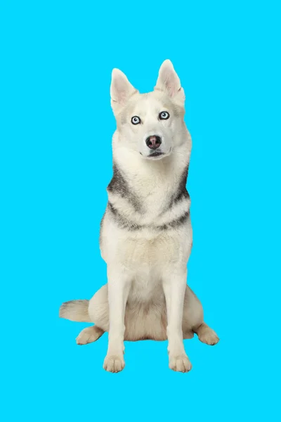 Retrato Cinza Menina Siberiana Husky Olhando Para Você Fundo Azul — Fotografia de Stock
