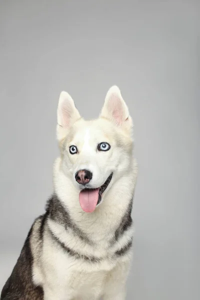 Porträt Eines Grauen Sibirischen Huskys Auf Weißem Hintergrund Mit Offenem — Stockfoto