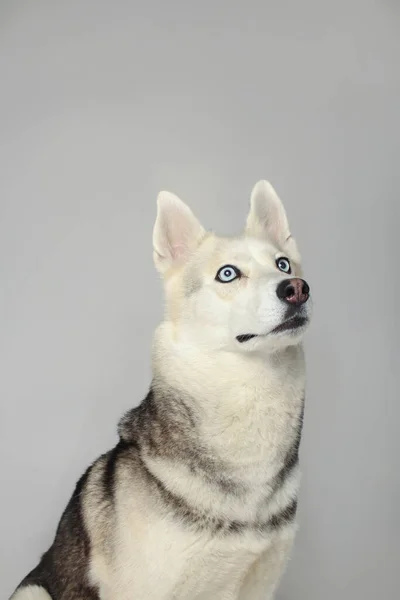 Porträtt Grå Flicka Siberian Husky Tittar Dig Vit Bakgrund — Stockfoto