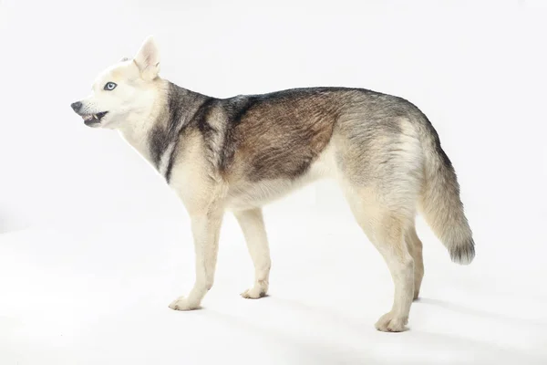 Porträt Eines Grauen Sibirischen Huskys Frisst Auf Weißem Hintergrund — Stockfoto