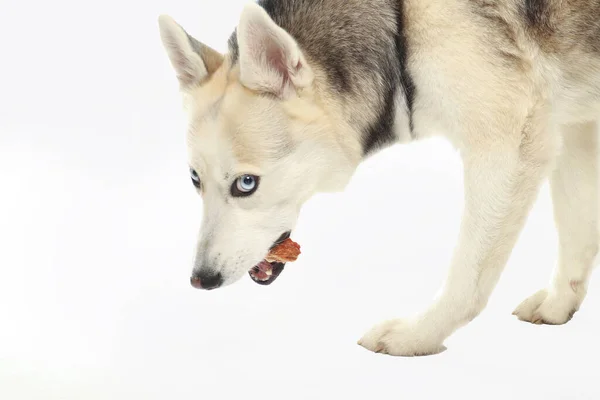 Retrato Cinza Menina Siberiana Husky Está Comendo Fundo Branco — Fotografia de Stock